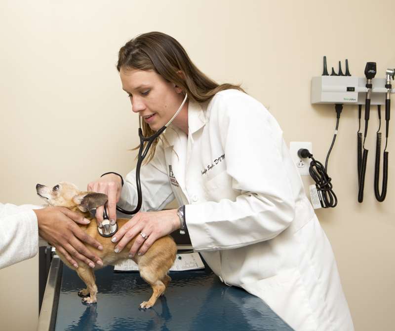 Leesburg Veterinary Hospital | 19463 James Monroe Hwy, Leesburg, VA 20175, USA | Phone: (703) 777-3313