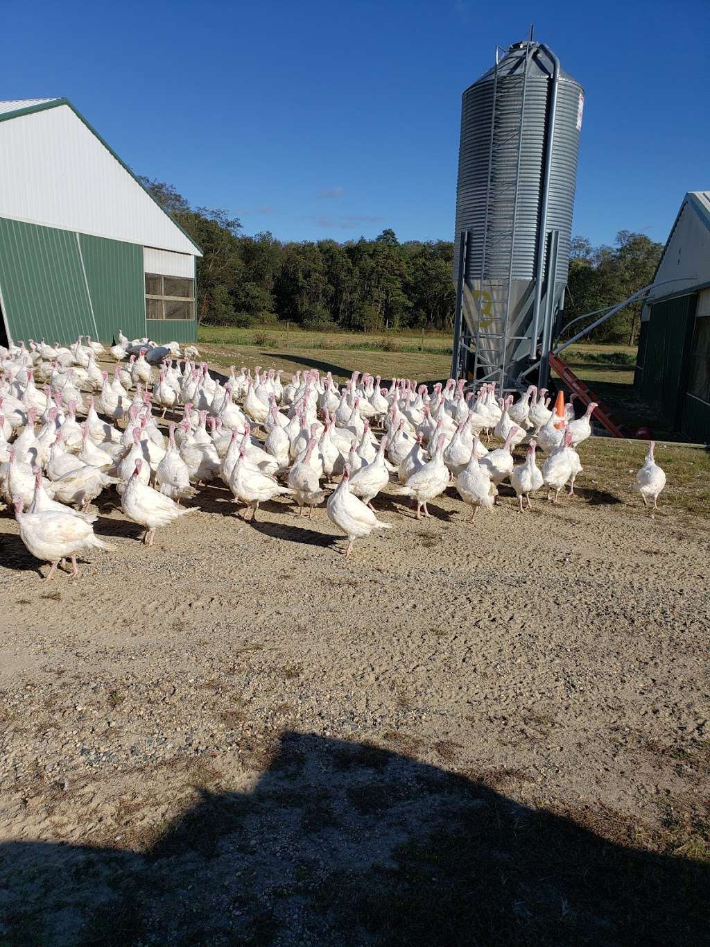 Hincks Turkey Farm | 3930 Belmar Blvd, Neptune City, NJ 07753, USA | Phone: (732) 681-0508