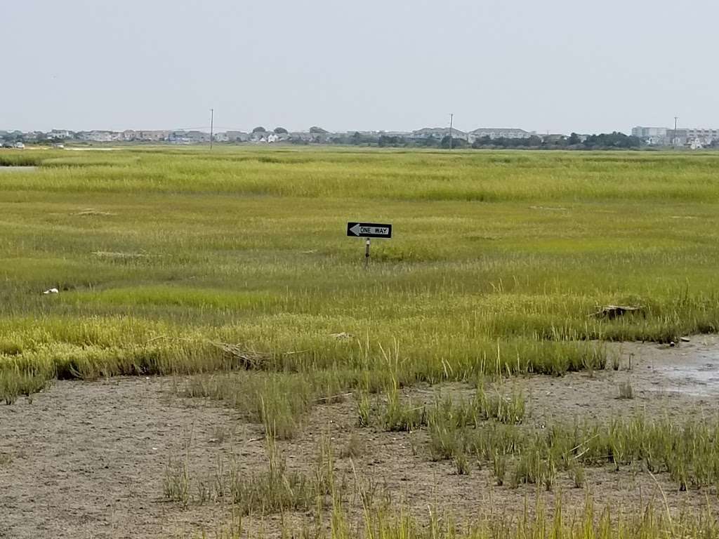 Skimmer Tours - Salt Marsh Safari | 1001 Ocean Dr, Wildwood, NJ 08260, USA | Phone: (609) 884-3100