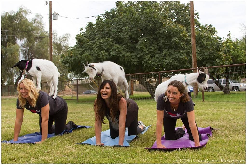 Goat Yoga | #Goat Yoga, 26601 S Val Vista Dr, Gilbert, AZ 85298, USA | Phone: (480) 269-4144