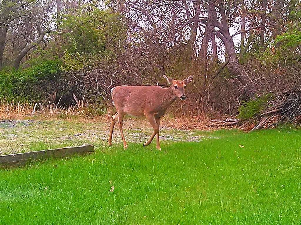 South Shore Nature Center | east 11730, 130 Bayview Ave, East Islip, NY 11730, USA | Phone: (631) 224-5436