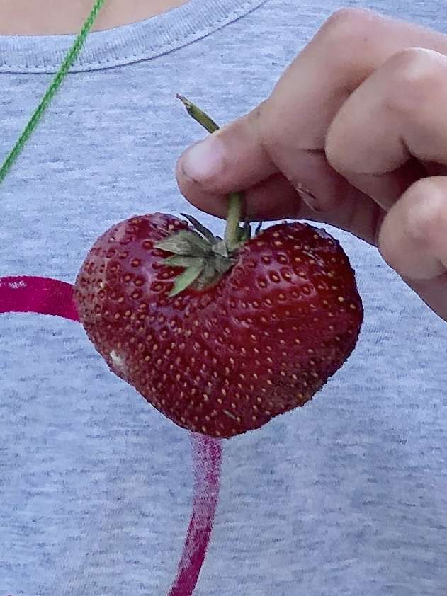 Zieglers U-Pick Strawberries | 61950 Crumstown Trail, North Liberty, IN 46554, USA | Phone: (574) 344-7035