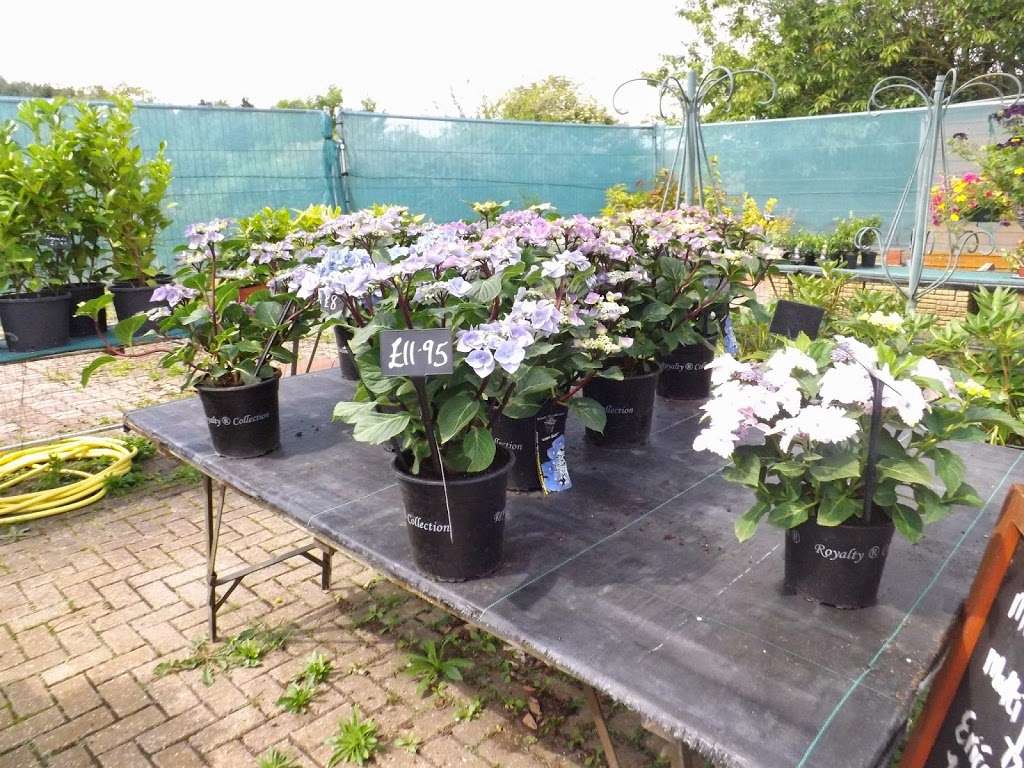 Abridge Garden Centre | Ongar Rd, Abridge, Romford RM4 1AA, UK | Phone: 01708 688558