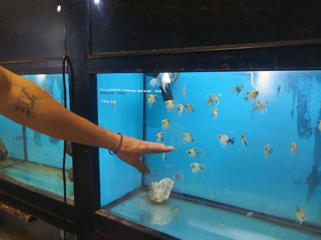 Captain Nemos Aquarium Superstore | 2876 Dekalb Pike, Norristown, PA 19401, USA | Phone: (610) 239-1645