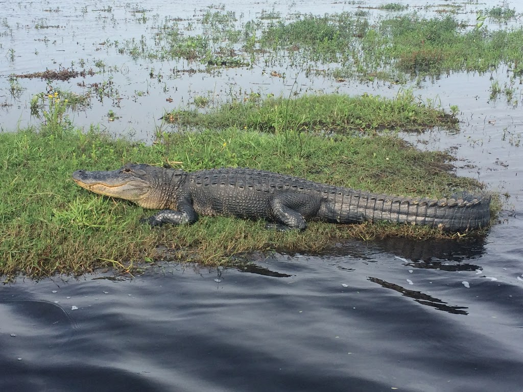 Rays Airboat Rides | 1242 Cupid Ave, Christmas, FL 32709, USA | Phone: (321) 360-4659