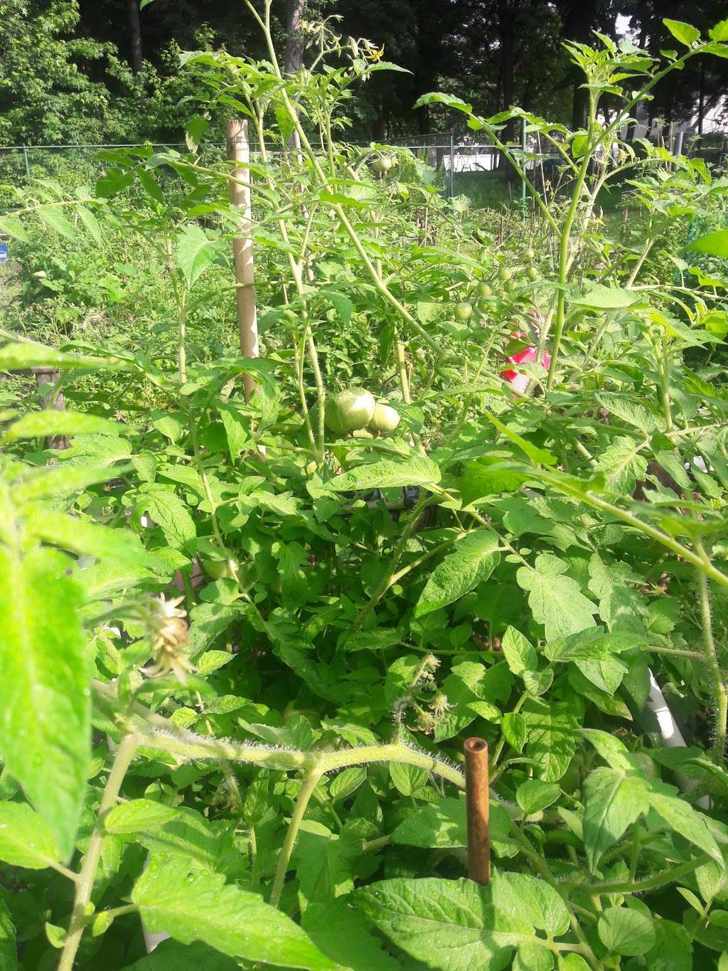 Township of Union Community Garden | Bancroft Ave, Union, NJ 07083, USA