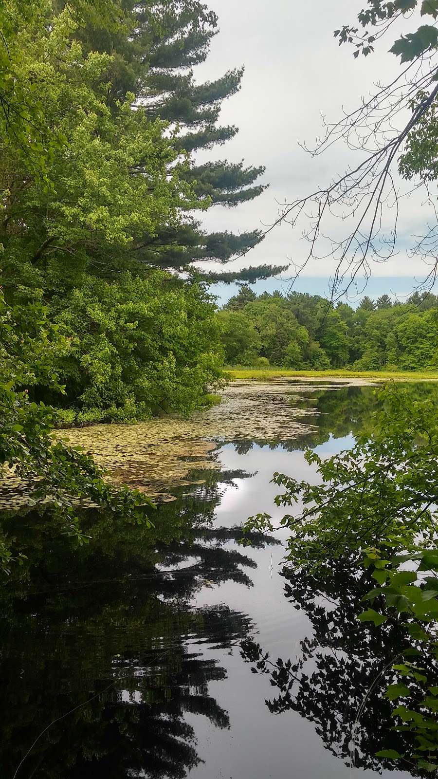 Hewitts pond reserve | Forge River, Raynham, MA 02767, USA