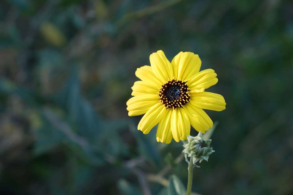 Mission Trails Park - Portobelo Entrance | Unnamed Road, San Diego, CA 92124, USA