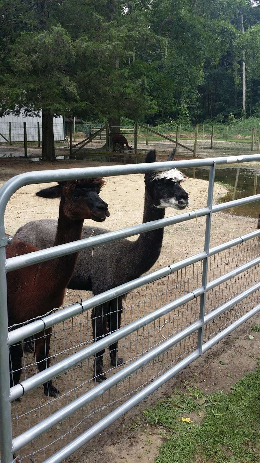 Jersey Shore Alpacas | 521 South Route 47, Cape May, NJ 08204, USA | Phone: (609) 889-4957