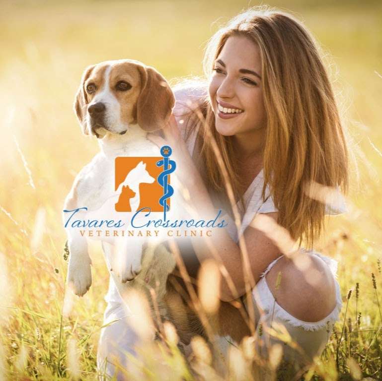 Tavares Crossroads Veterinary Clinic | 2030 State Road 19, Tavares, FL 32778, USA | Phone: (352) 343-0300