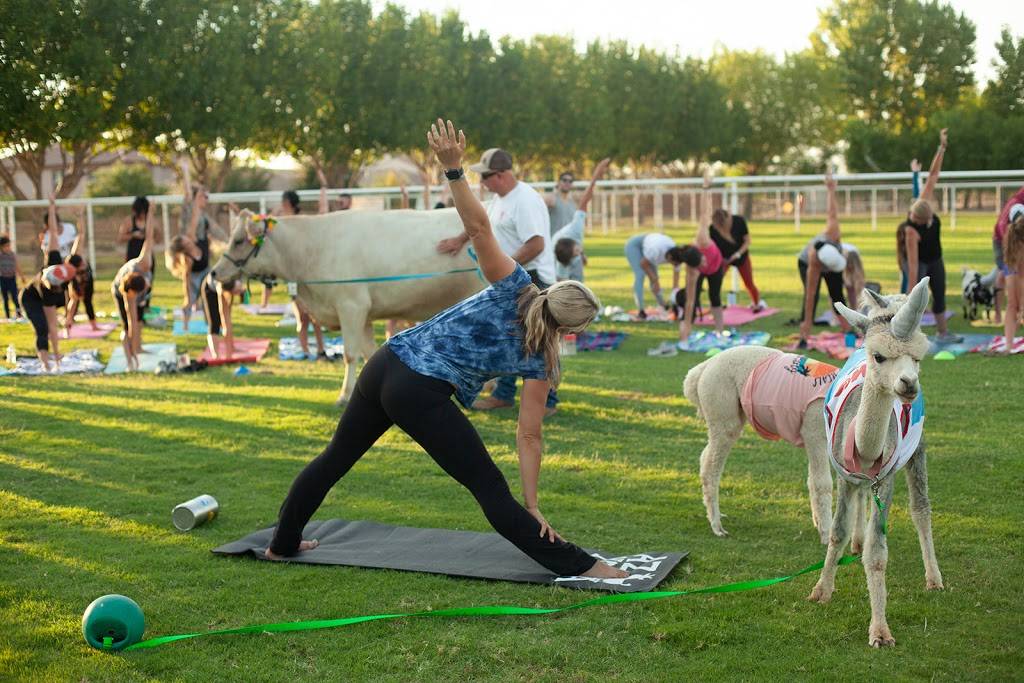 Goat Yoga | #Goat Yoga, 26601 S Val Vista Dr, Gilbert, AZ 85298, USA | Phone: (480) 269-4144