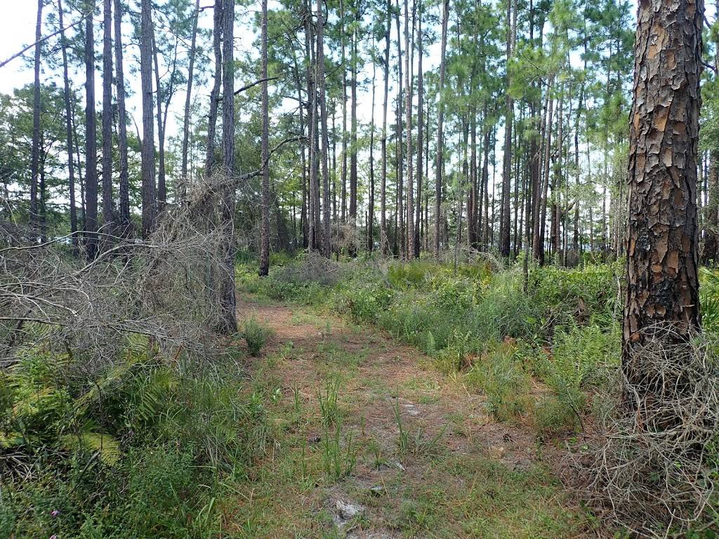 Isle of Pine Preserve Green Trail Trailhead | 14320 Fresno Dr, Orlando, FL 32832, USA | Phone: (407) 836-1400