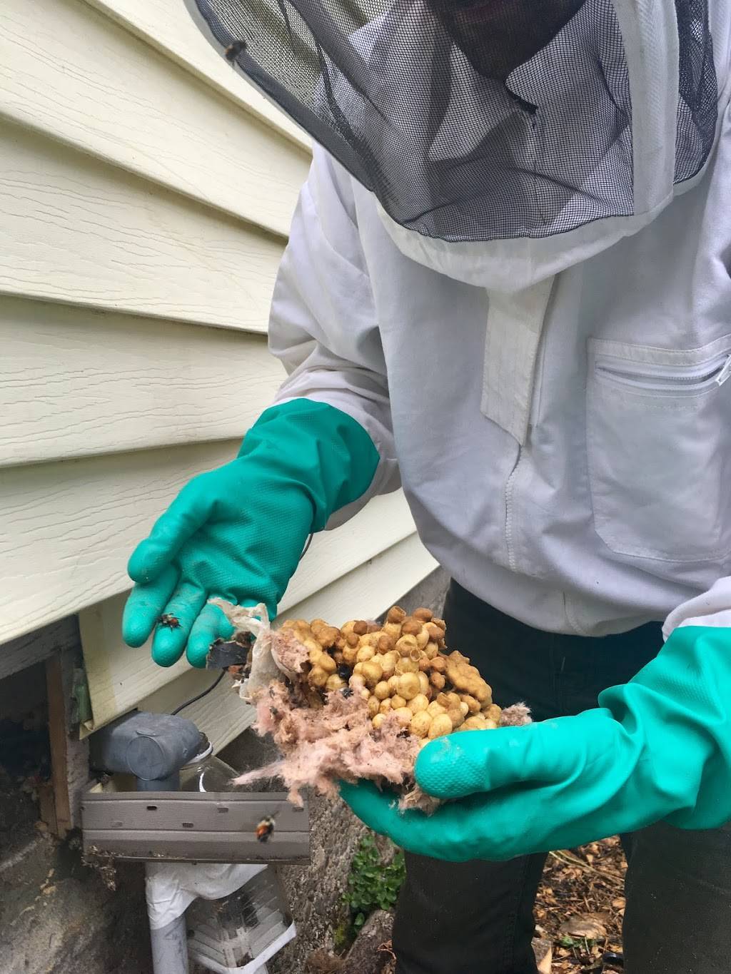 Portland Natural Bee Removal | 3806 SE 34th Ave, Portland, OR 97202, USA | Phone: (503) 451-0595