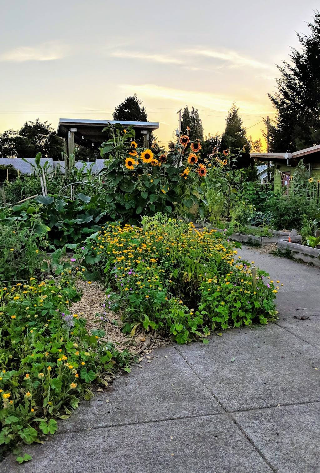 Rigler Community Garden | NE Prescott St, Portland, OR 97218, USA | Phone: (503) 823-1612