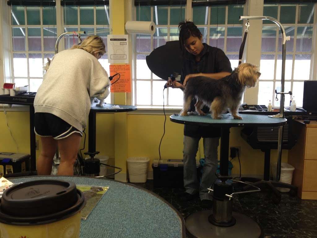 Houston Pet Grooming Academy | 6727 1/2 Weslayan St, Houston, TX 77005, USA | Phone: (713) 253-5757