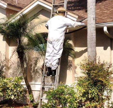 Pestgo Exterminators, Inc. | 4425 N Cortez Ave, Tampa, FL 33614, USA | Phone: (813) 875-3083