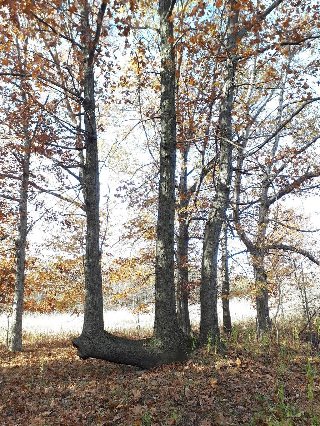 Tallgrass Prairie Heritage Park | Matchette Rd, Windsor, ON N9C, Canada | Phone: (877) 746-4311