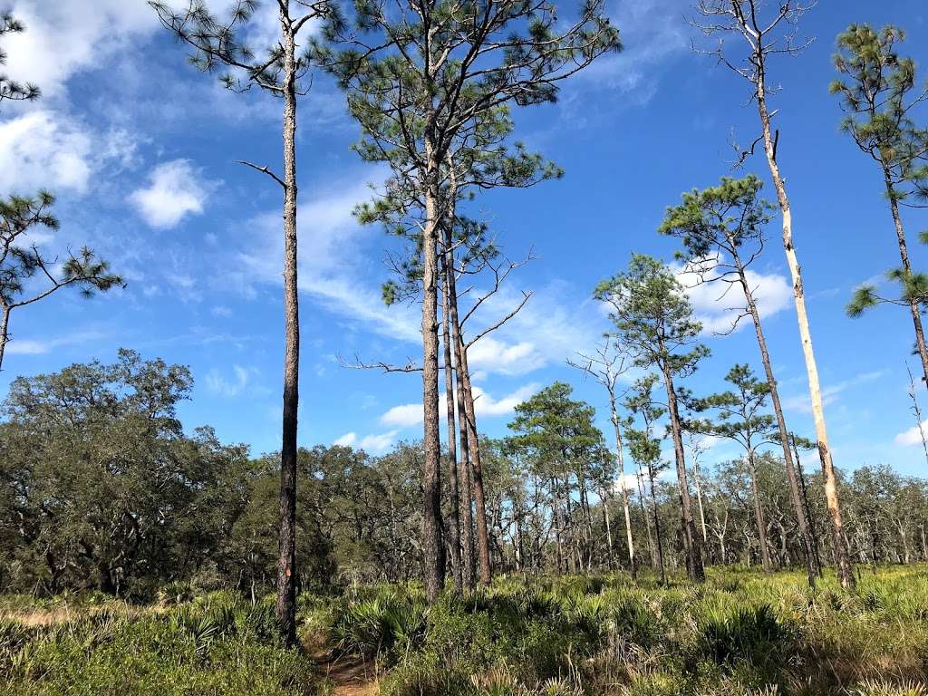 Gator Pond Backcountry Campsite | Unnamed Road, Dade City, FL 33525, USA