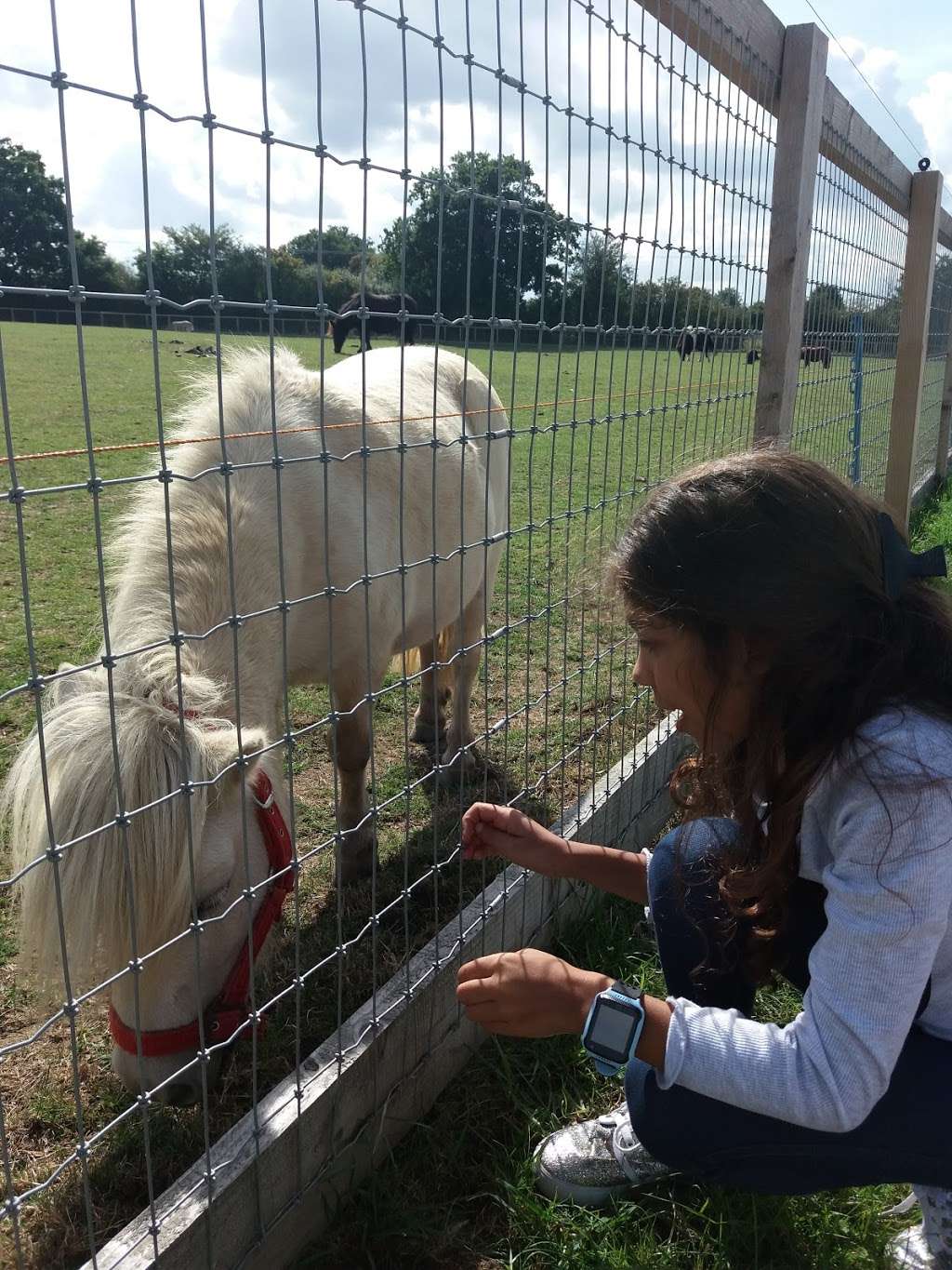 Redwings Horse Sanctuary | Epping Rd, Roydon, Waltham Abbey EN9 2DH, UK | Phone: 01992 892133