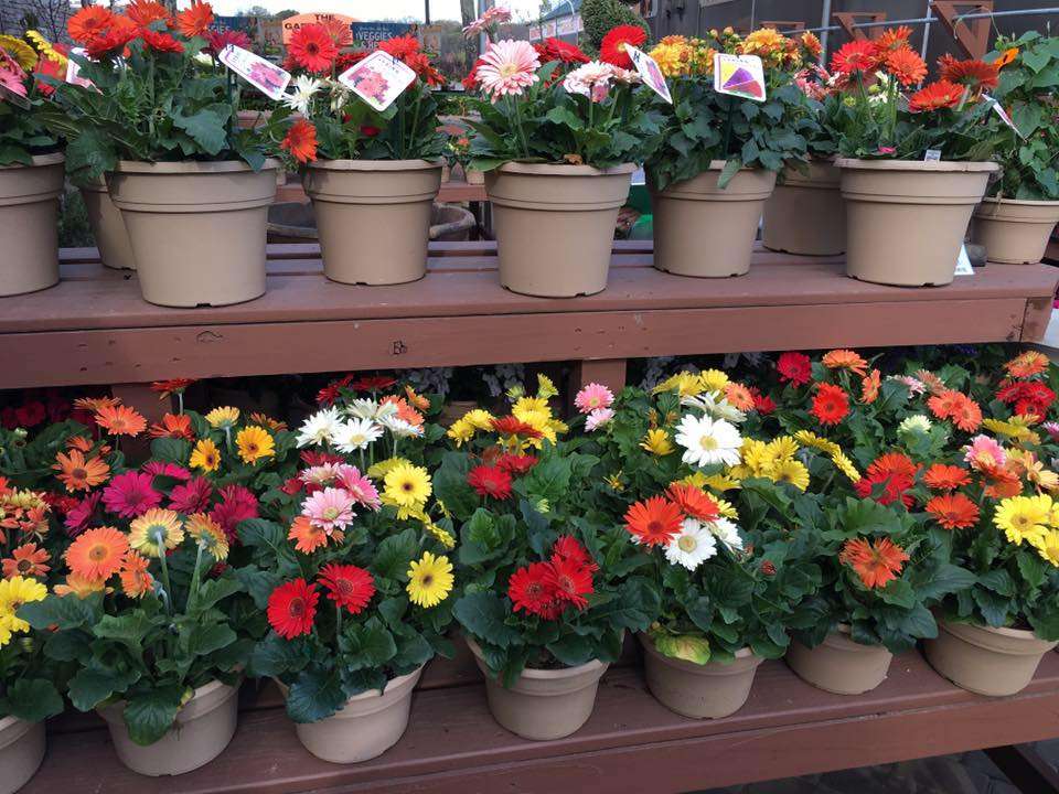 The Garden Dept. | 650 Deer Park Ave, Dix Hills, NY 11746, USA | Phone: (631) 242-3378