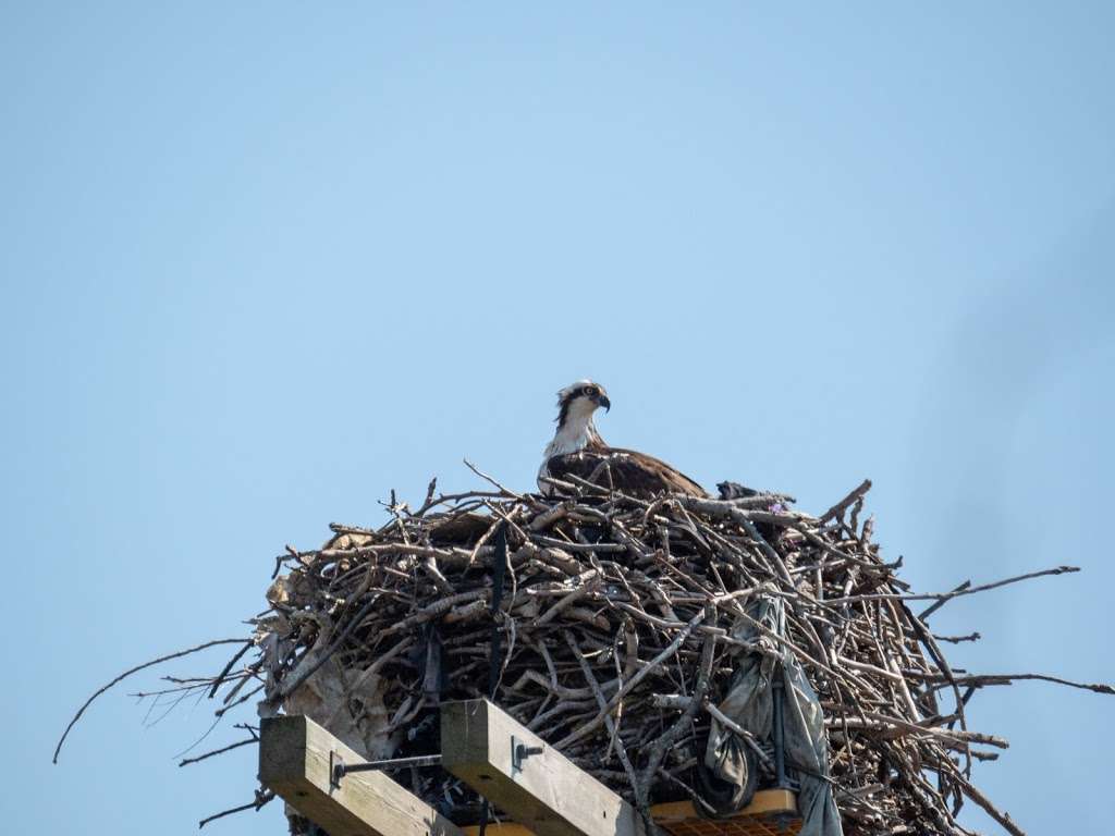 Jamaica Bay Wildlife Refuge Visitor Center | 175-10 Cross Bay Blvd, Broad Channel, NY 11693, USA | Phone: (718) 318-4340