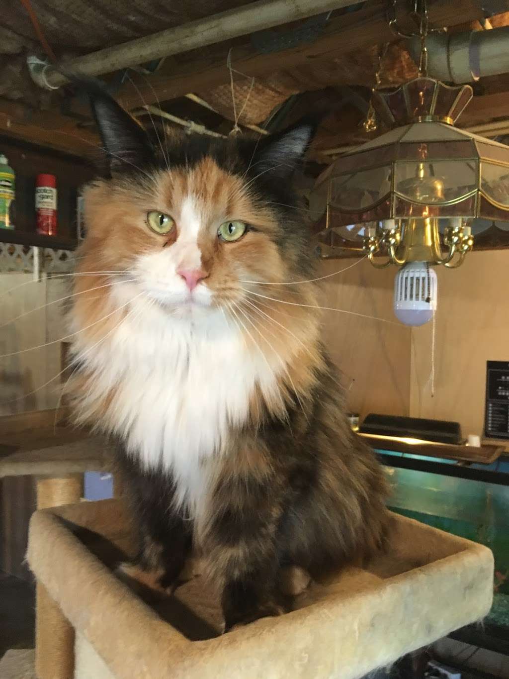 Appalachian Maine Coon Cats /www.mainecoonplace.com | 740 Boy Scout Rd, Hedgesville, WV 25427, USA | Phone: (304) 754-9742