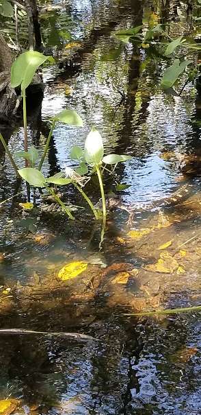 Macks Fish Camp - Gladesmen Airboat Tours | Danell Ln, Miramar, FL 33029, USA | Phone: (954) 536-7400