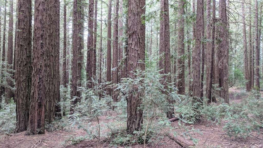 Redwood Glen Trailhead | Big Trees Trail, Oakland, CA 94611, USA