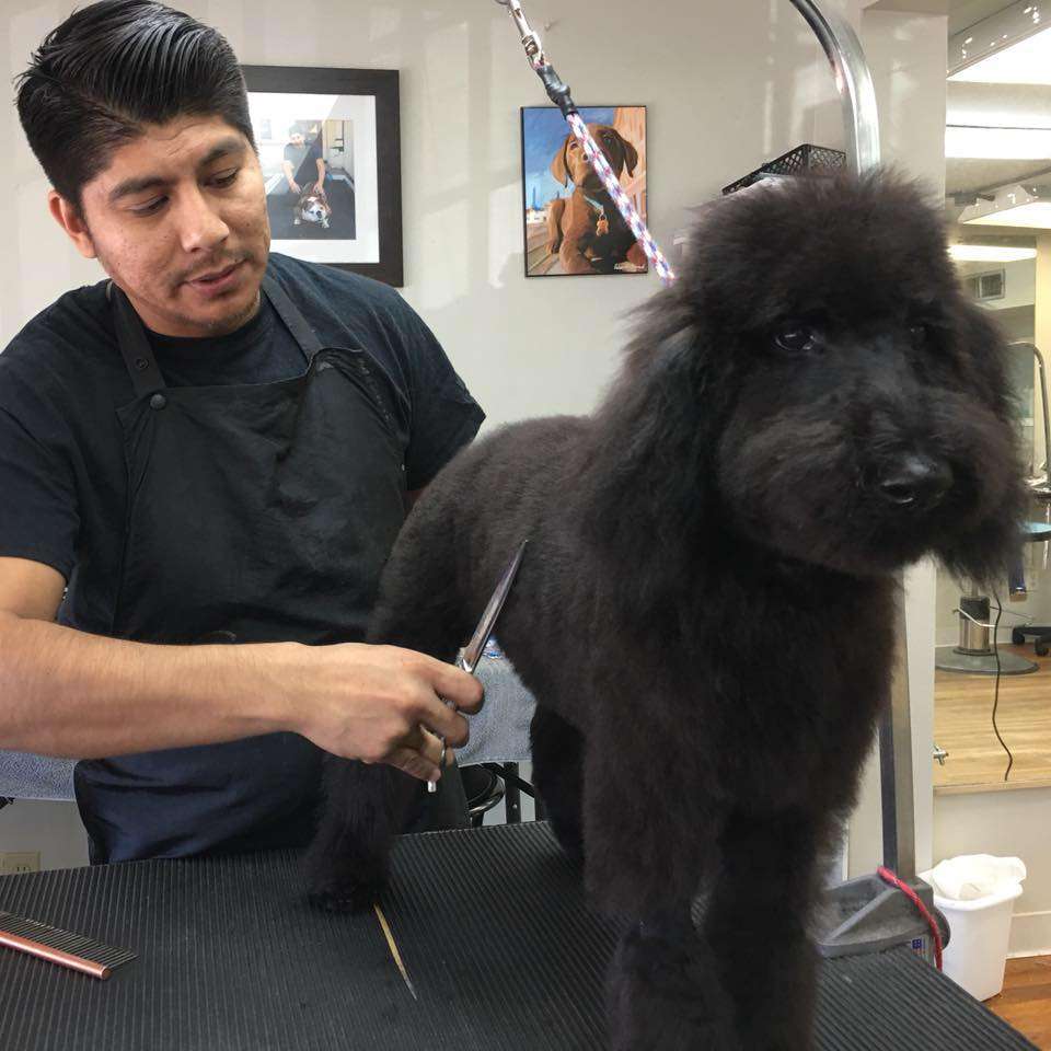 Houston Pet Grooming Academy | 6727 1/2 Weslayan St, Houston, TX 77005, USA | Phone: (713) 253-5757