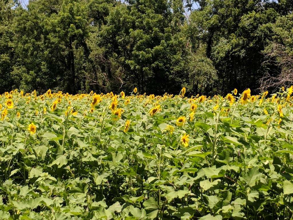 McKee Beshers Wildlife Management Area | 16898-16500 River Rd, Poolesville, MD 20837, USA | Phone: (410) 356-9272