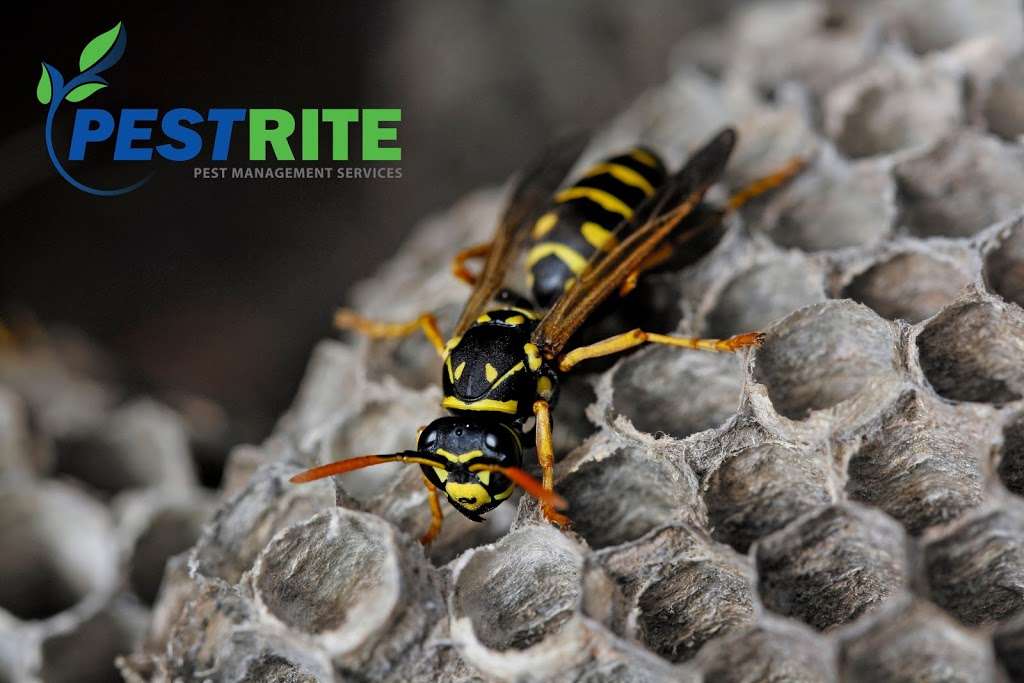 PESTRITE Pest Management | 33924 Winter Way, Windsor, CO 80550, USA | Phone: (970) 599-7311