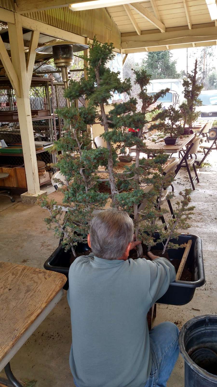 Fuji Bonsai Nursery | 13170 Glenoaks Blvd, Sylmar, CA 91342, USA | Phone: (818) 367-5372