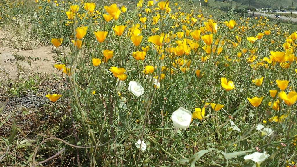 Borrego Canyon Overlook Park | 21 Viaggio Ln, Foothill Ranch, CA 92610, USA