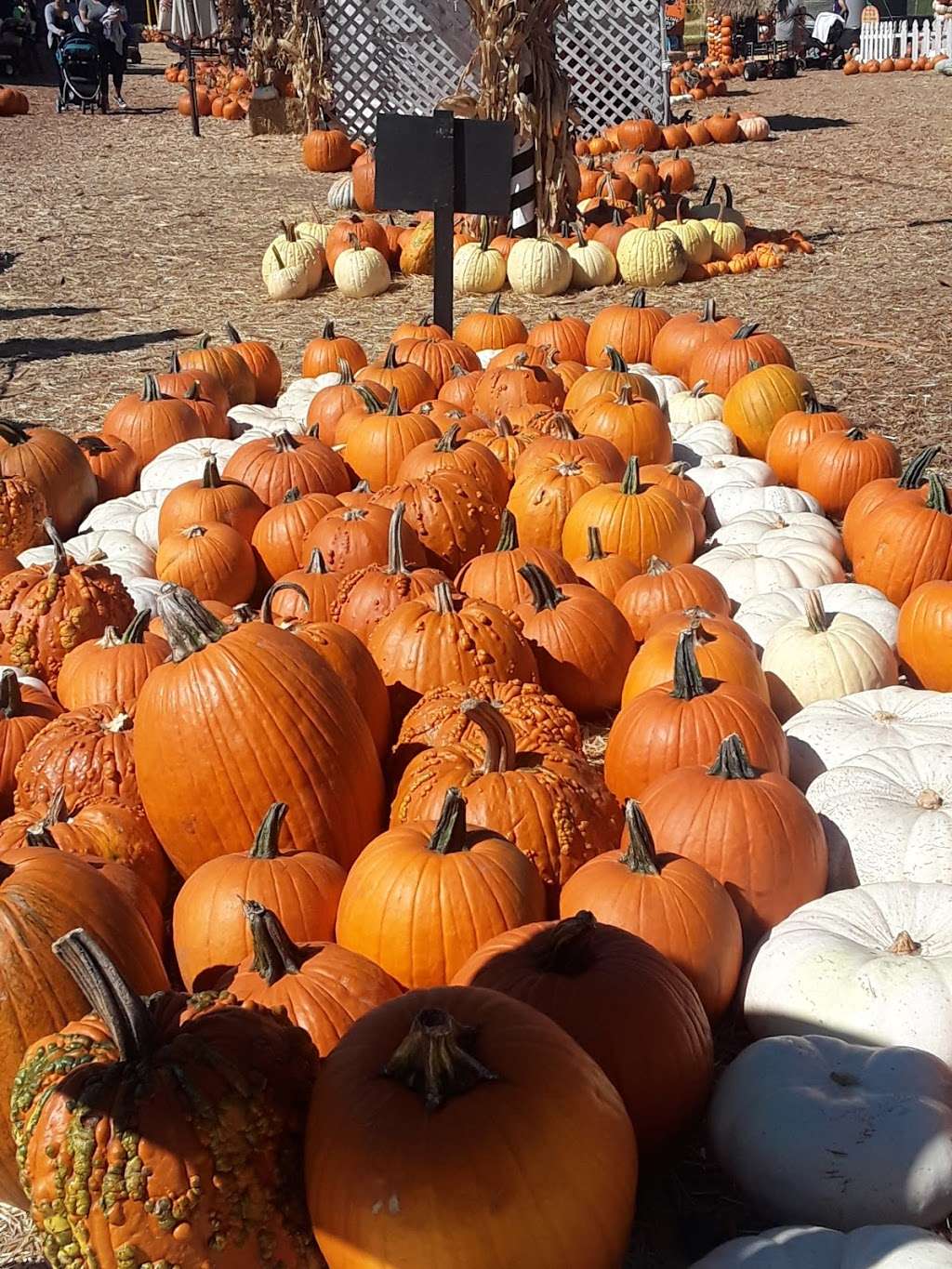 Mr. Bones Pumpkin Patch | 10100 Jefferson Blvd, Culver City, CA 90232, USA | Phone: (310) 276-9827