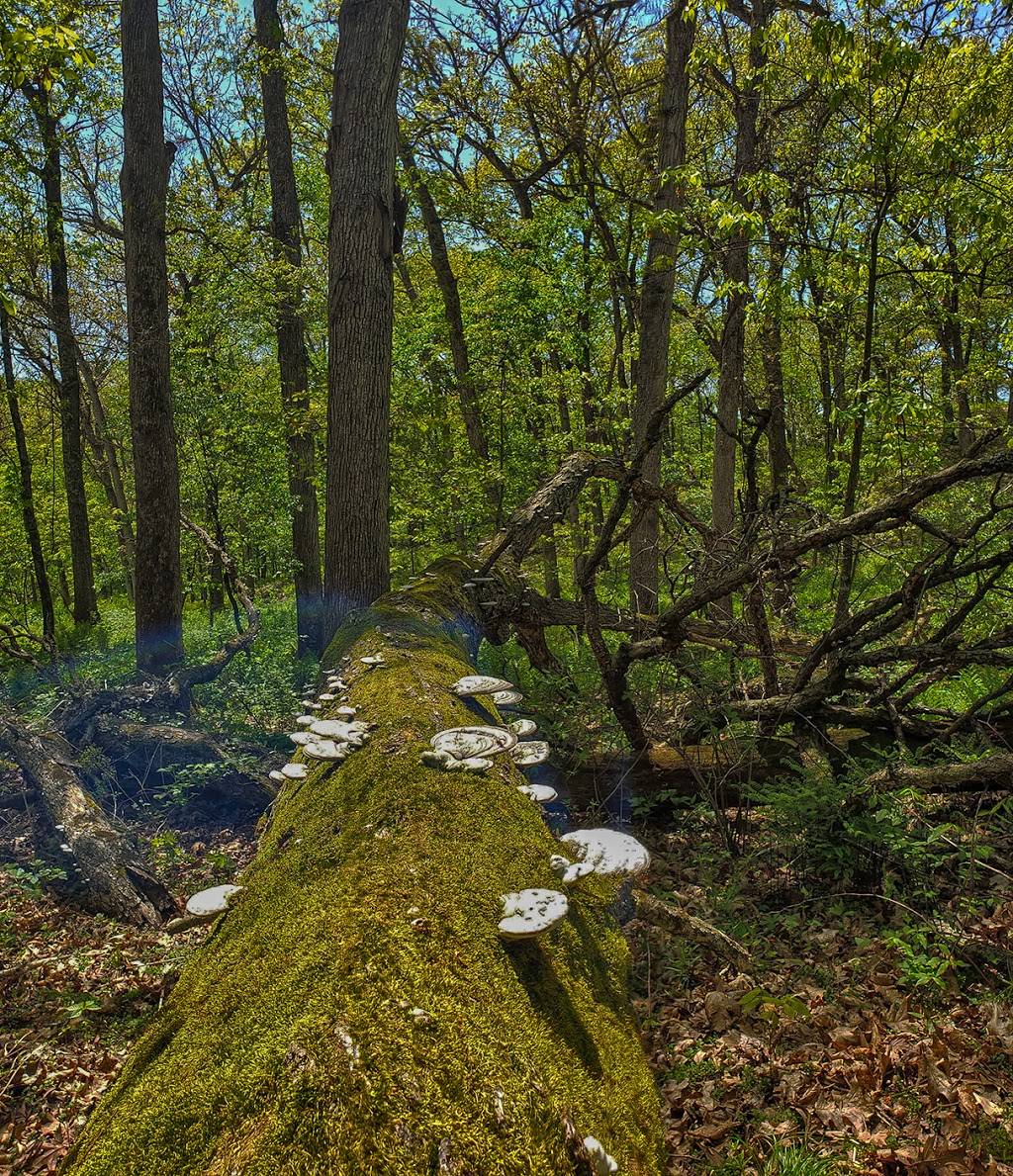 Olson Oak Woods State Natural Area | 1744 Fritz Rd, Verona, WI 53593, USA | Phone: (608) 266-0394