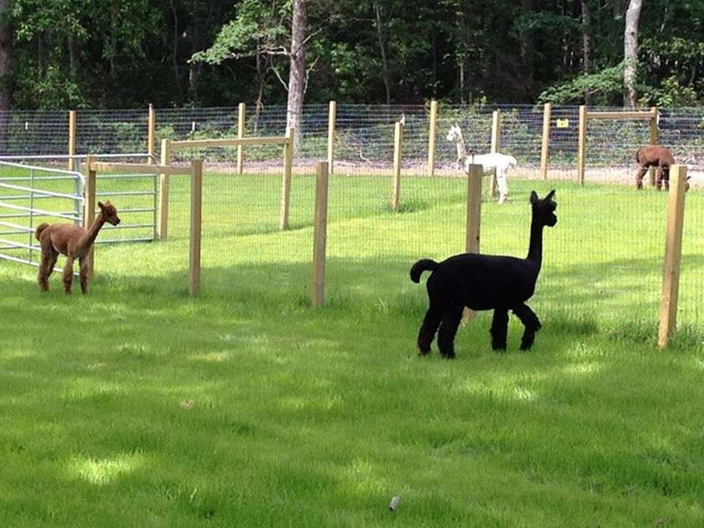 My Poppys Alpacas, LLC | 59 Hopkins Road, ***CALL FOR APPOINTMENT***, New Egypt, NJ 08533, USA | Phone: (848) 207-7040