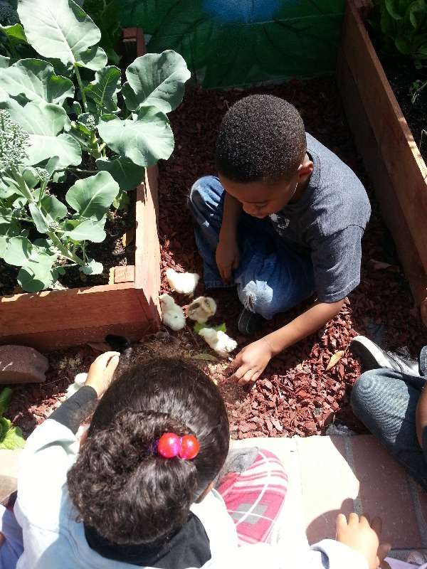 Little Urban Farmers Learning Space | 3538 S Cochran Ave, Los Angeles, CA 90016, USA | Phone: (213) 275-3009