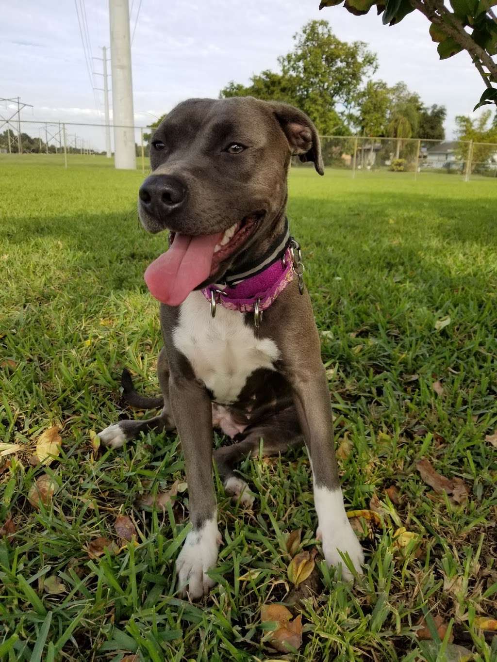 Pembroke Pines Craig Rupp K-9 Dog Park | 9751 Johnson St, Pembroke Pines, FL 33026, USA | Phone: (954) 392-2130