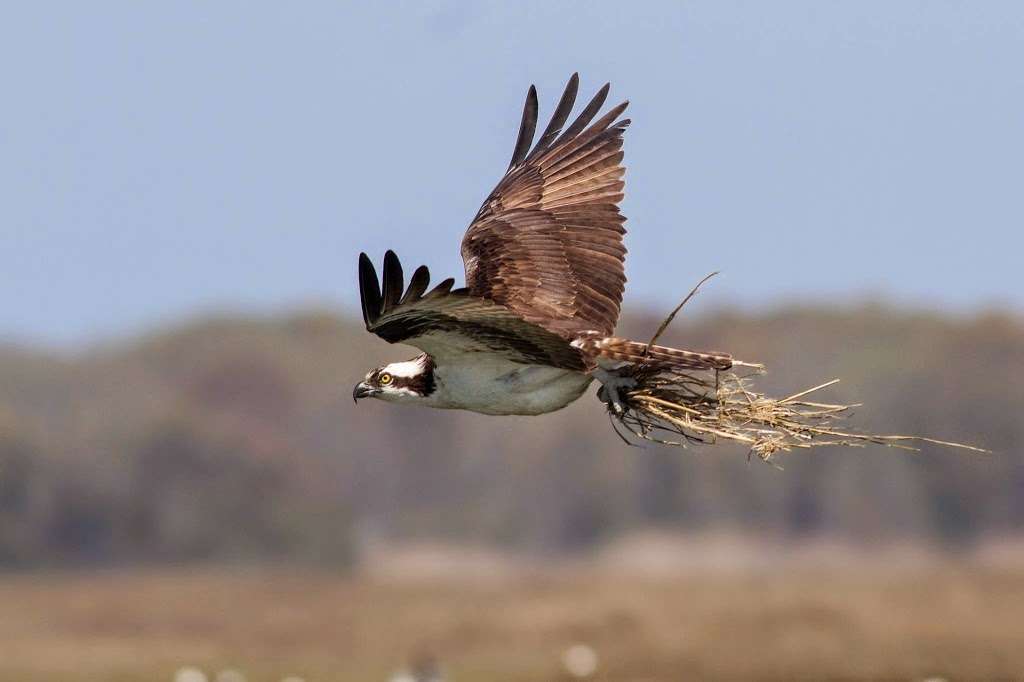 Skimmer Tours - Salt Marsh Safari | 1001 Ocean Dr, Wildwood, NJ 08260, USA | Phone: (609) 884-3100