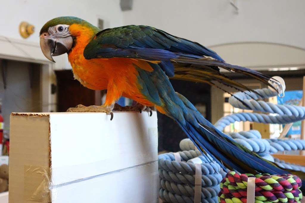 Parrots, Parrots, Parrots, just Parrots | 7219 Lee Hwy, Falls Church, VA 22046, USA | Phone: (703) 536-2473