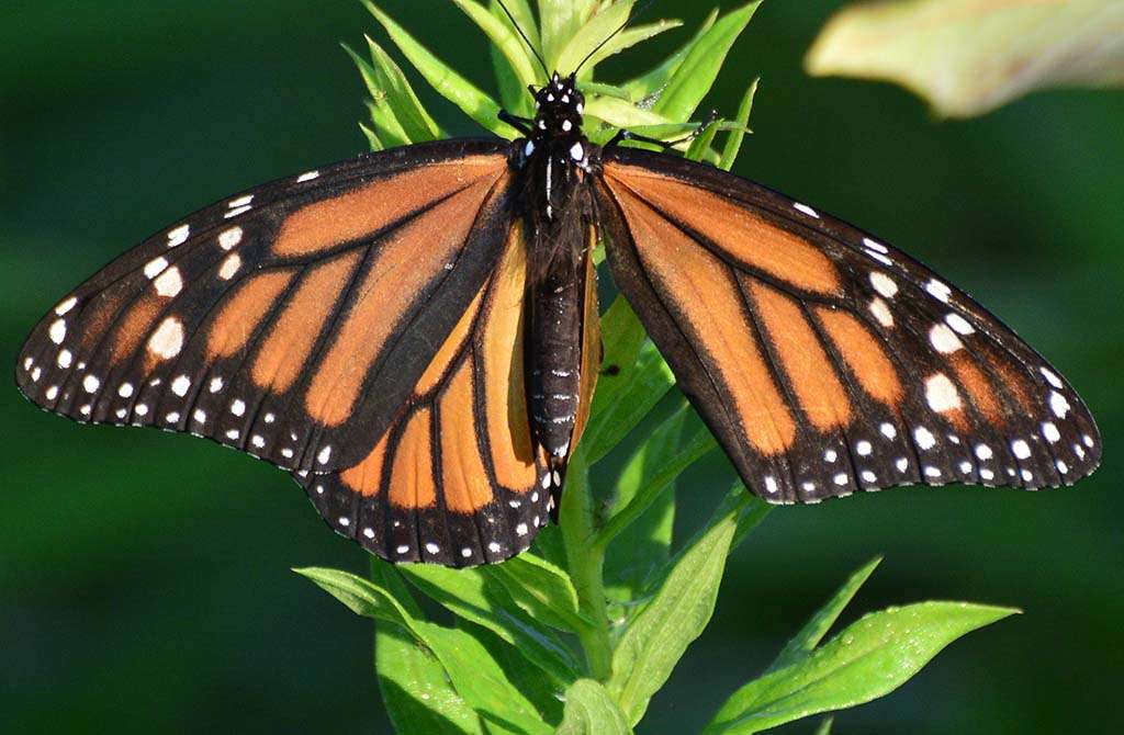 Greenbury Point Conservation Area | Annapolis, MD 21402, USA