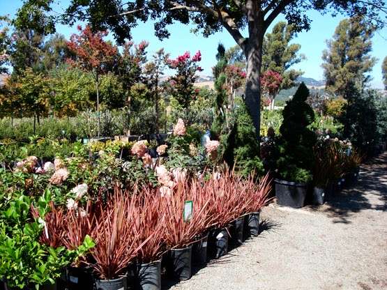 Calaveras Nursery, Inc. | 1000 Calaveras Rd, Sunol, CA 94586, USA | Phone: (925) 862-2286