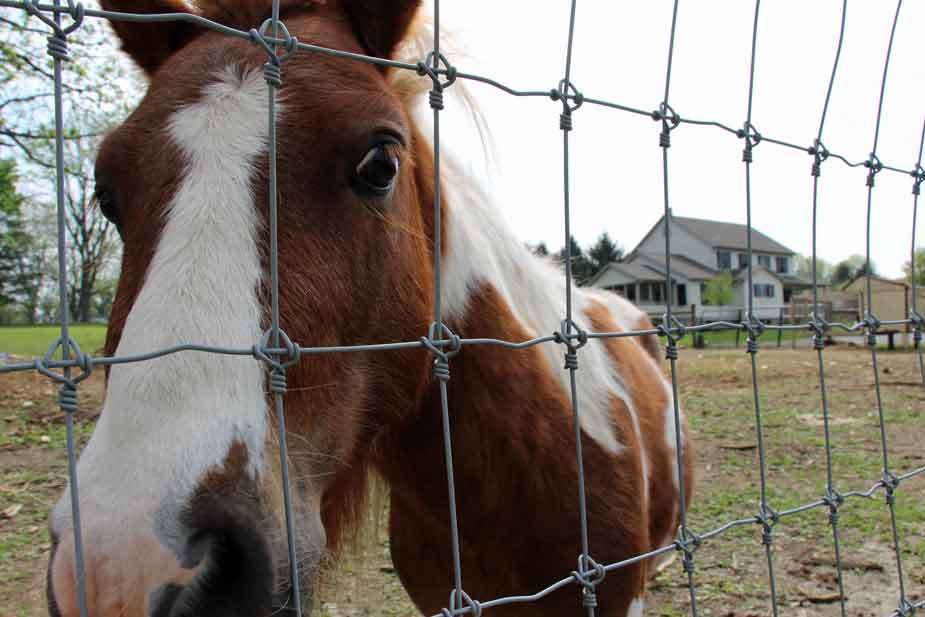 Dutch Homestead Vacation Home | 75 Paradise Ln, Ronks, PA 17572, USA | Phone: (717) 687-8468