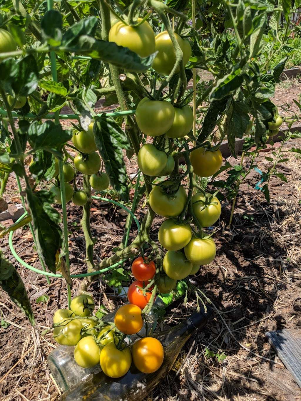 Bay Eagle Community GARDEN | Eagle Ave & Bay St, Alameda, CA 94501, USA