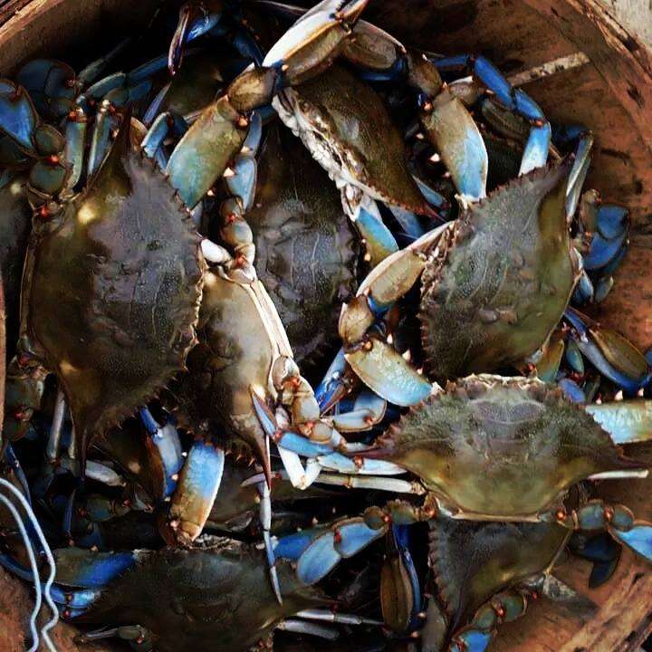 Maryland Crab Boys, LLC | 7158 Brooks Rd, Highland, MD 20777, USA | Phone: (301) 974-7174