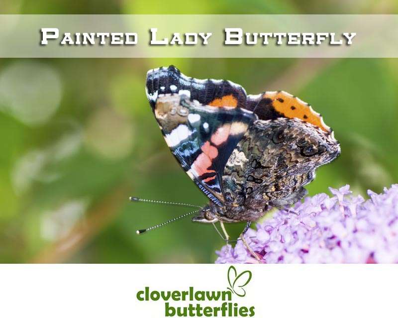 Cloverlawn Butterflies | Orlando, FL 32806, USA | Phone: (407) 896-8389