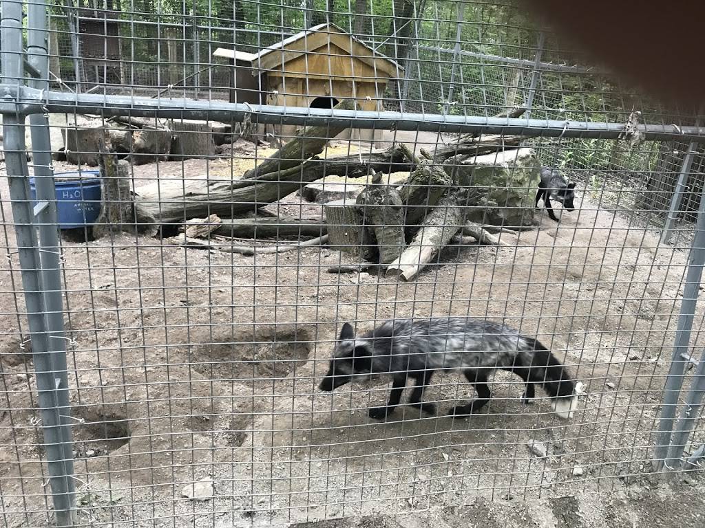 Grey Wolf Exhibit | 2821 Stevensville Rd, Stevensville, ON L0S 1S0, Canada | Phone: (905) 382-9669