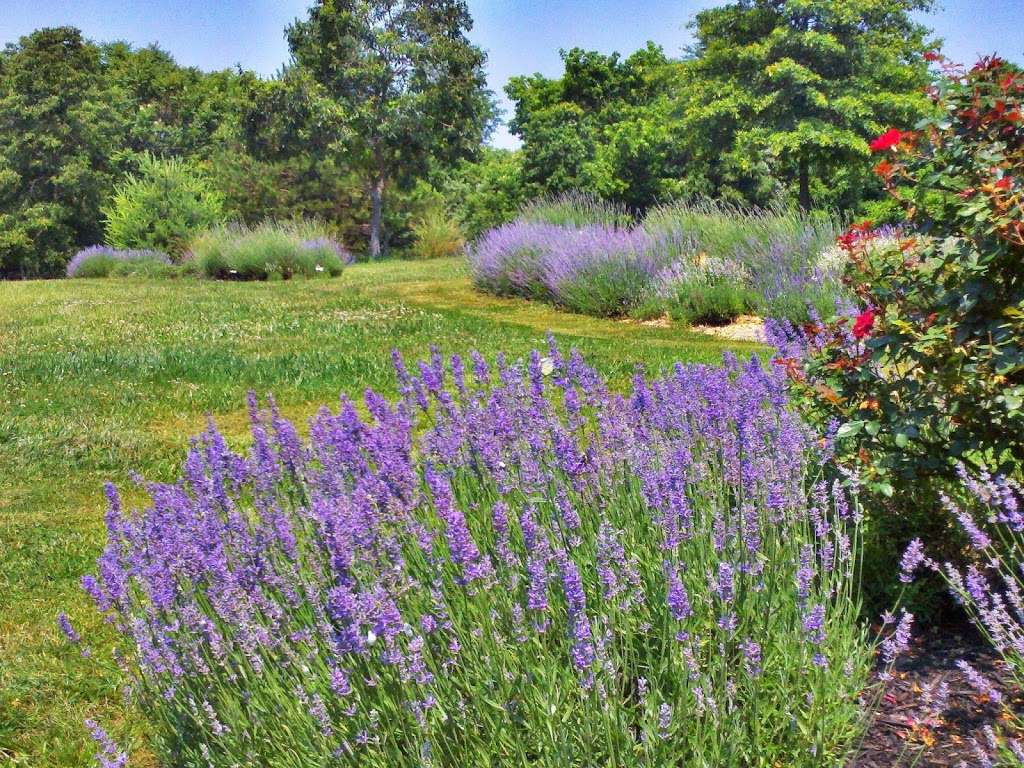 Blooming Hill Lavender Farm | 19929 Telegraph Springs Rd, Purcellville, VA 20132, USA | Phone: (703) 431-0779