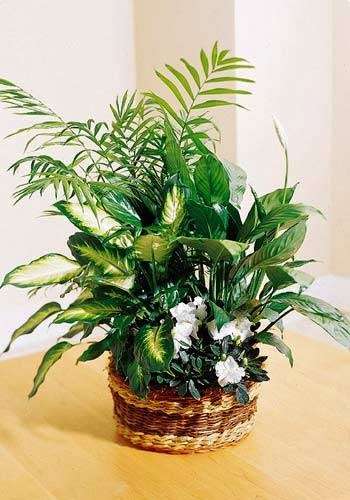 Redwood City Florist Gifts | Redwood City, CA 94063, USA | Phone: (650) 368-0160