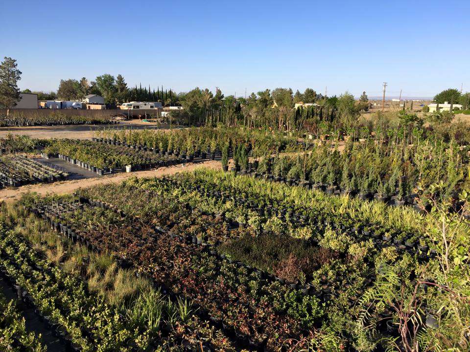 GreenBrush Nursery | 40529 12th St W, Palmdale, CA 93551, USA | Phone: (661) 266-9137